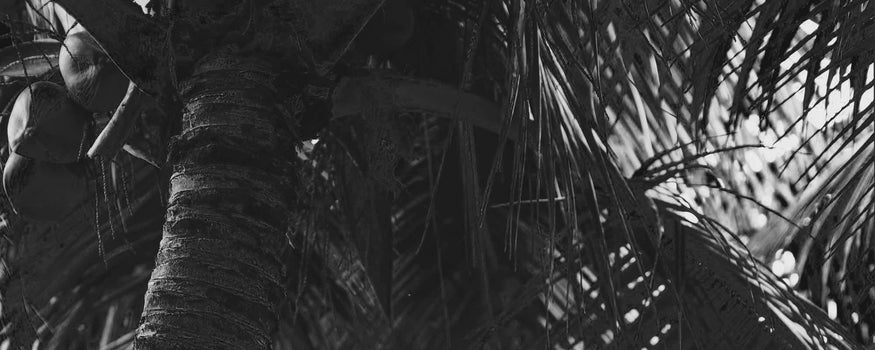 Fabric Coconut